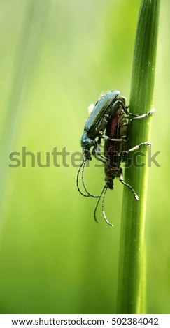 beetles on grass

