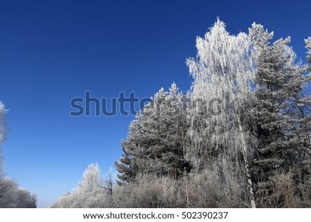 Trees and snow in a winter day