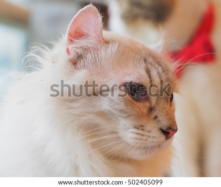cute funny cat close up, relaxing cat