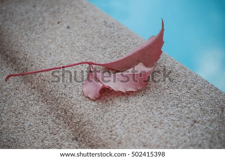 closeup of autumnal red leaf of ivy near a swimming pool in a garden