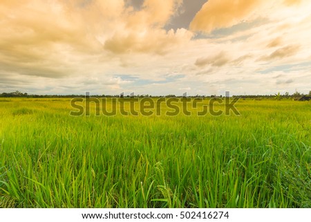 cornfield and evening background in Thailand.