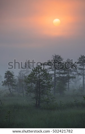 Bog landscape with rising sun - vertical image, shallow depth of field