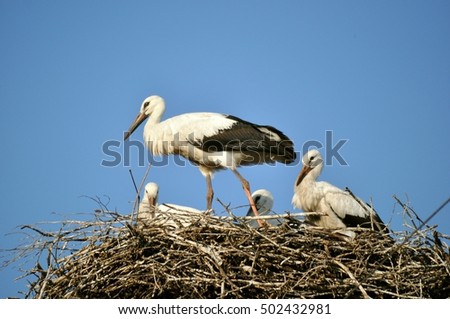 family of storks on nest