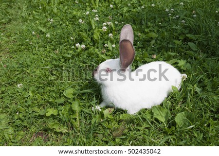 White bunny lie in the grass