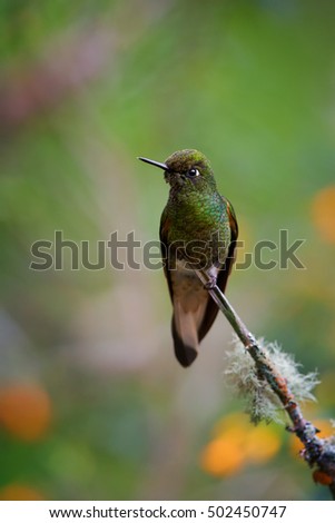 Vertical photo of hummingbird, Buff-tailed Coronet,Boissonneaua flavescens, green hummingbird, perched on mossy twig in rainforest of Rio Blanco Nature Reserve. Colombia. 