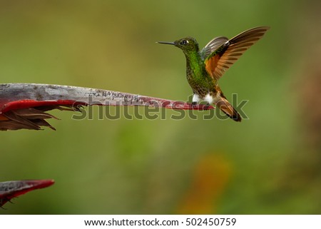 Buff-tailed Coronet,Boissonneaua flavescens, green hummingbird, perched on red heliconia flower with outstretched wings. Colombia, Rio Blanco Nature Reserve.