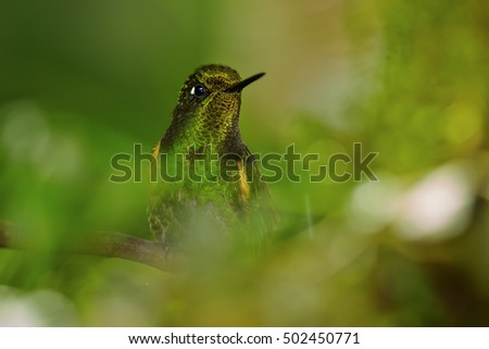 Close up portrait of green hummingbird, Buff-tailed Coronet, Boissonneaua flavescens in rainforest of Rio Blanco, Colombia.