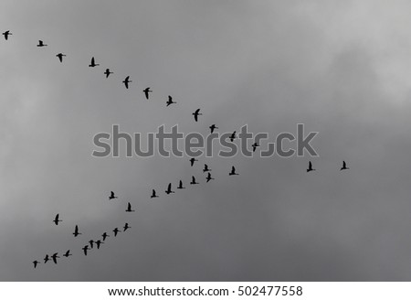 Silhouette of a Duck Flock