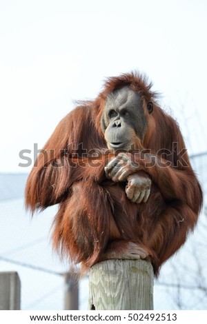Orangutan Royalty-Free Stock Photo #502492513