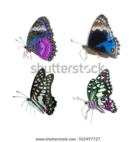 Butterflies isolated on white background
