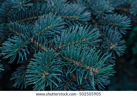 Conifer texture