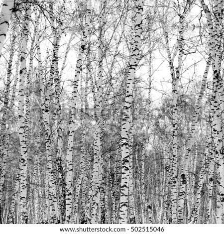 Winter birch wood forest, black and white background