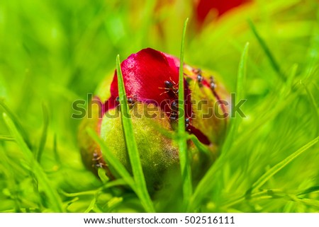 Red peonies flower in Steppe Reserve at Zau de Campie, Romania