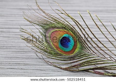 A closeup of a peacock feather with copy space and shallow depth of field.