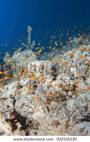 Coral Reef Scene with Tropical Fish in sunlight, Red sea, Egypt