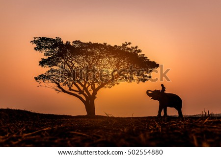 Blur silhouette picture of a mahout on his elephant near a big tree. That showing on  background sky during sunset.