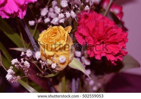 flowers
roses