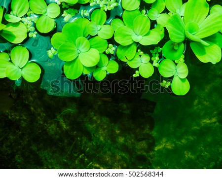 background from plants  in water