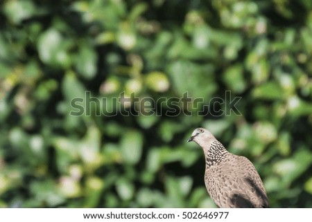 Pigeon bird with green tree background