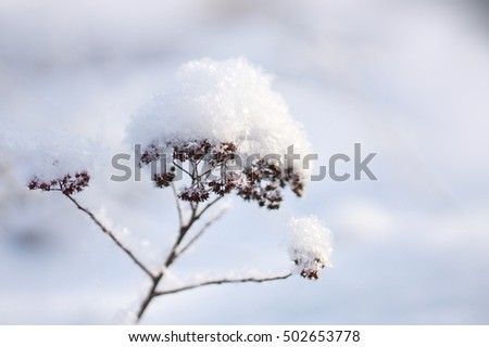 White Winter. Branches under the sparkling fluffy snow. Hoarfrost on the branches and plants. Snowdrift.