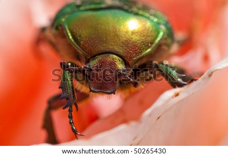 Cetonia aurata (rose chafer - beetle) Royalty-Free Stock Photo #50265430