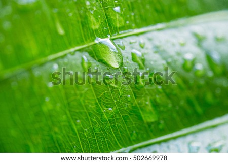 water drop on a leaf after rainfall (closeup)