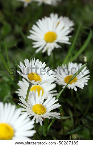 This is a closeup shot of flower white daisy, with shallow doff, like nice nature background.