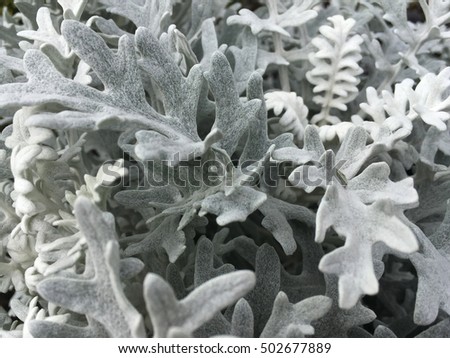 Cineraria texture. Cineraria pattern. Cineraria maritima. Cineraria. Silver cineraria maritime. Silver dust in the garden. 