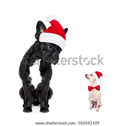 chihuahua and french bulldog santa claus hat dogs, attracted and looking to each other in love, isolated on white background on xmas holidays