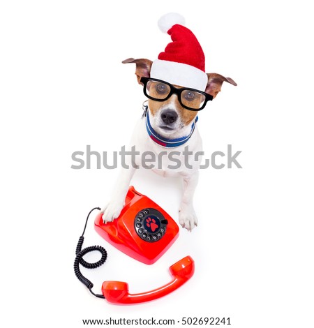 jack russell dog with red  christmas santa claus hat  for xmas holidays calling on the phone or telephone