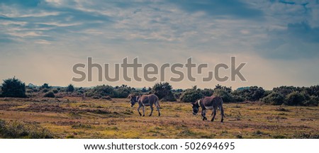 Two donkeys on a field on a sunny day,Picture taken in autumn, in the New Forest, England, UK.