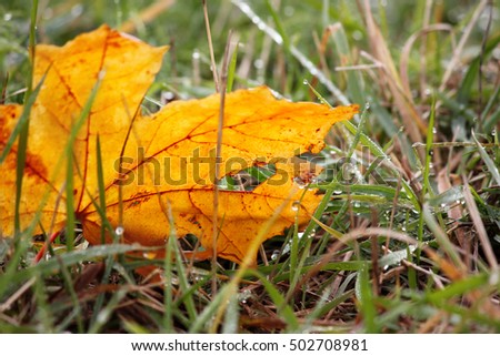 Fallen leaf in the grass after the rain, close up.