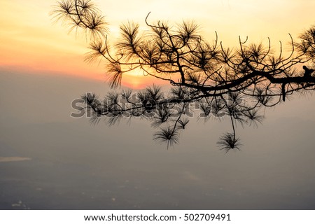 pine branches with sunset,Thailand