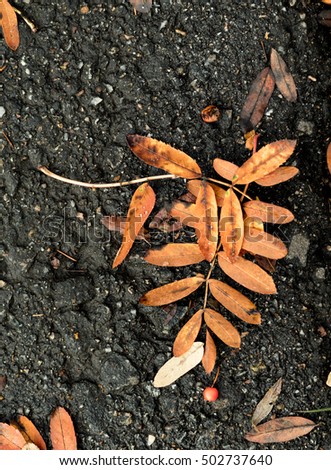 rowan leaves on the pavement