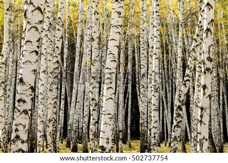 yellow birch forest, late autumn
