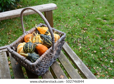 Rustic basket filled with a selection of ornamental pumpkins on a wooden bench in a fall garden