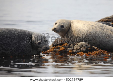 Spotted seals in the marine reserve