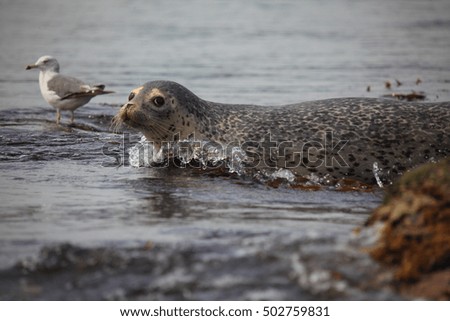 Spotted seals in the marine reserve
