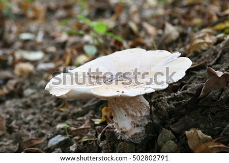 Termitomyces fuliginosus Heim, mushroom can eat in deep forest ,Chiang Mai, Thailand