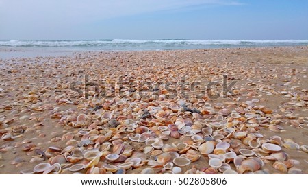Sea shells on the Mediterranean shore in Bat Yam, Israel.