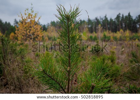 Young Fir Tree in a  forest. Ukraine Royalty-Free Stock Photo #502818895