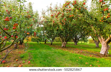 Apple on trees in orchard in fall season Royalty-Free Stock Photo #502825867