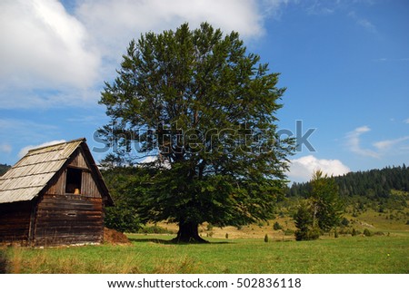 Old barn,Tara mountain,Serbia