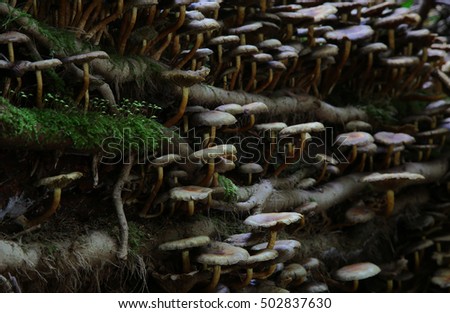 Autumn forest and mushrooms.