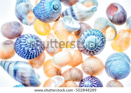 Shell still life picture.