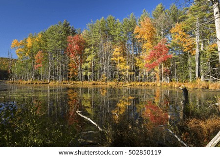 Dramatic fall foliage of red maples and yellow birches cast reflections on water of Quincy Bog in the White Mountains, Plymouth, New Hampshire.