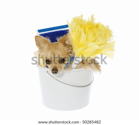 House wife puppy, tan chihuahua with Cleaning Supplies: Dog is inside White Bucket, Yellow Feather Duster, and small dust pan and brush, isolated on white background. 4316