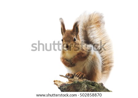 cute red squirrel with bushy tail standing on white isolated background