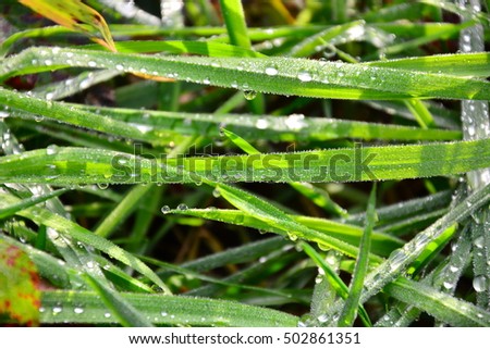 Dew and rain drops on green leaves
