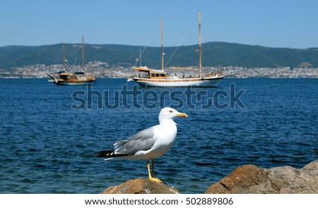 Sea gull sit in front of luxury yacht